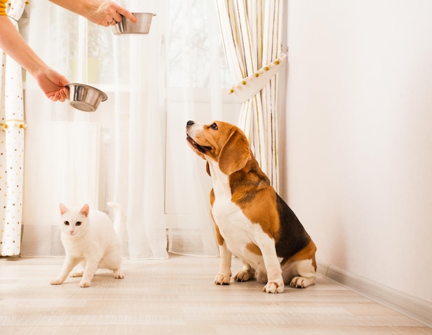 Dieren wachten op wat eten