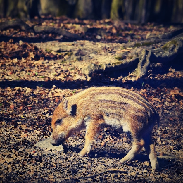 Dieren - wilde zwijnen in het wild.