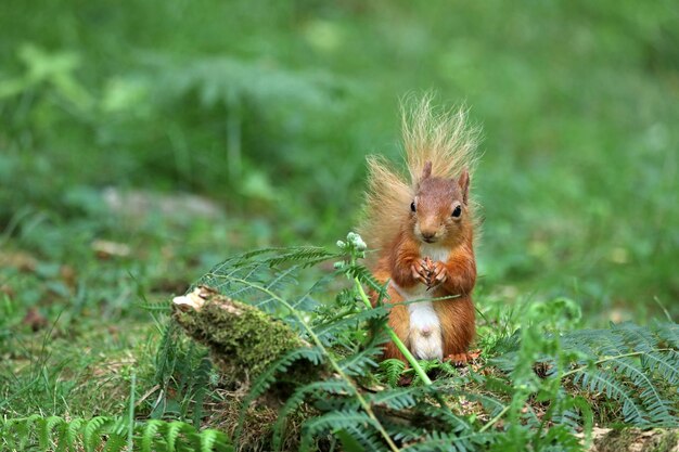 Foto dieren