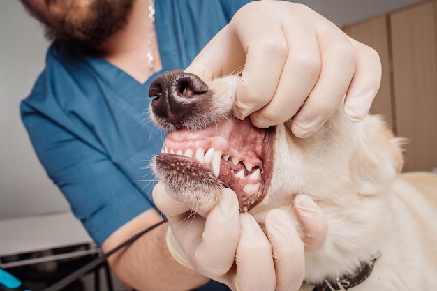 Dierenarts arts die de tanden van de hond inspecteert bij de dierenartskliniek