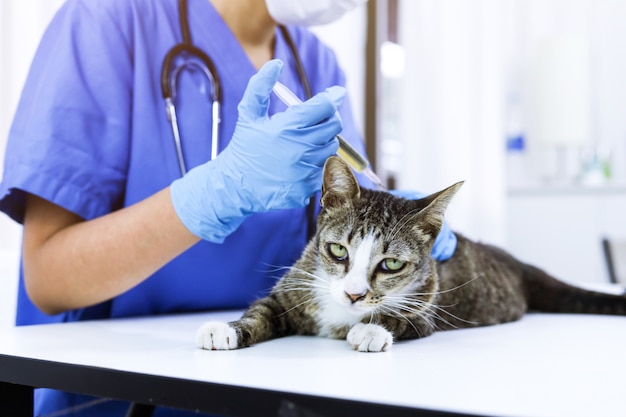 Dierenarts arts en kat