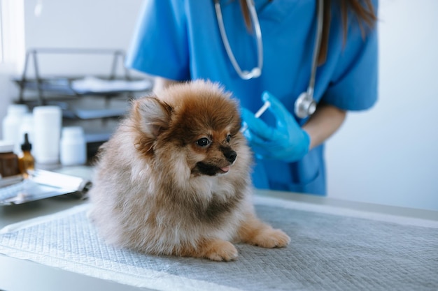 Dierenarts arts en Pommeren puppy bij veterinaire ambulance in veterinaire clinicxAxAxA