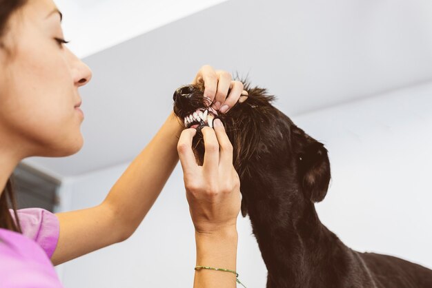 Dierenarts arts maakt een check-up van een schattige mooie hond. Veterinair concept.