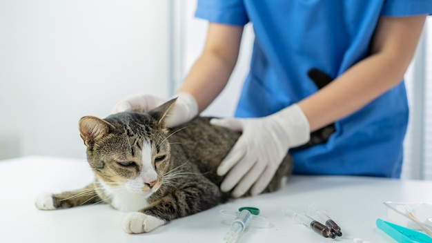 Dierenarts chirurg Kat op onderzoekstafel van dierenartskliniek Veterinaire zorg Dierenarts arts en kat