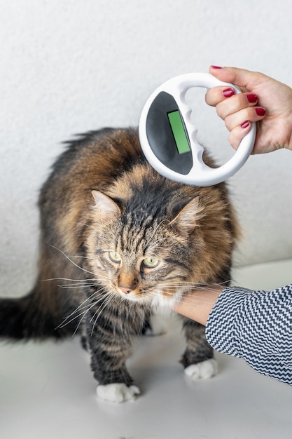 Dierenarts controleert de microchip op een kat met Microchip Scanner