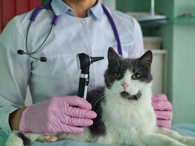 Dierenarts controleert kattenoren met otoscoop close-up