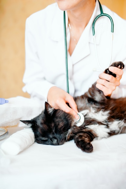 Dierenarts die een kat luistert terwijl het doen van controle bij kliniek