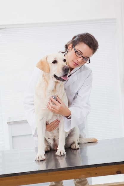 Dierenarts die een leuke hond met een stethoscoop onderzoekt