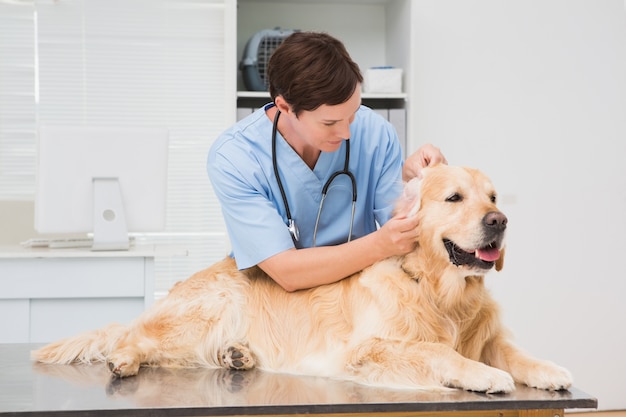 Dierenarts die een leuke hond onderzoekt