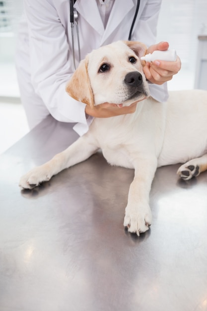 Dierenarts die een leuke hond onderzoekt