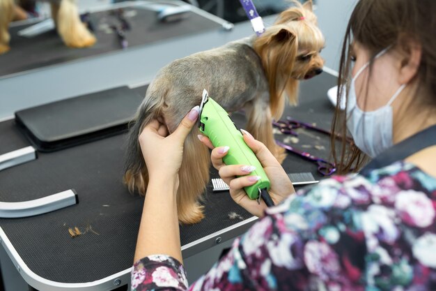 Dierenarts die een yorkshire terrier trimt met een tondeuse in een dierenkliniek