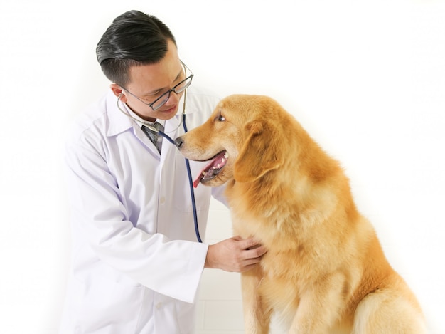 Dierenarts die het hondgolden retriever in het ziekenhuis van de huisdierenkliniek controleert
