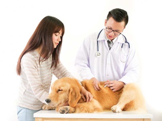 Dierenarts die het hondgolden retriever in het ziekenhuis van de huisdierenkliniek controleert