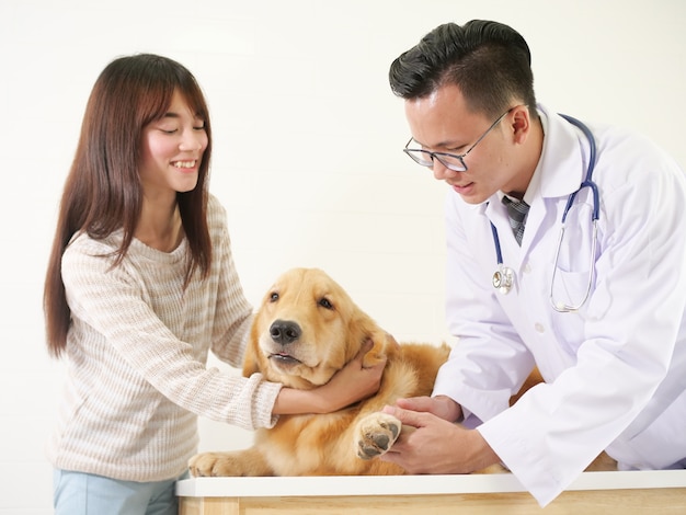 Dierenarts die het hondgolden retriever in het ziekenhuis van de huisdierenkliniek controleert