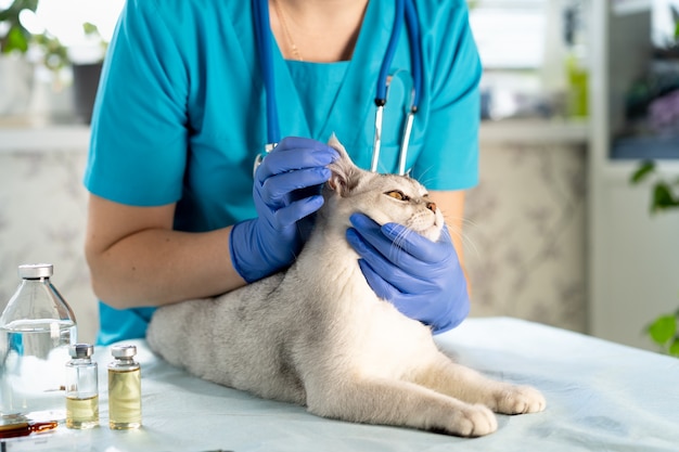 Dierenarts die hond en kat onderzoekt. Puppy en kitten bij dierenarts arts. Controle en vaccinatie van huisdieren.