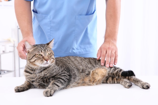 Dierenarts die kat in kliniek onderzoekt