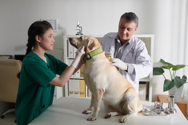 Dierenarts die medicijnen injecteert