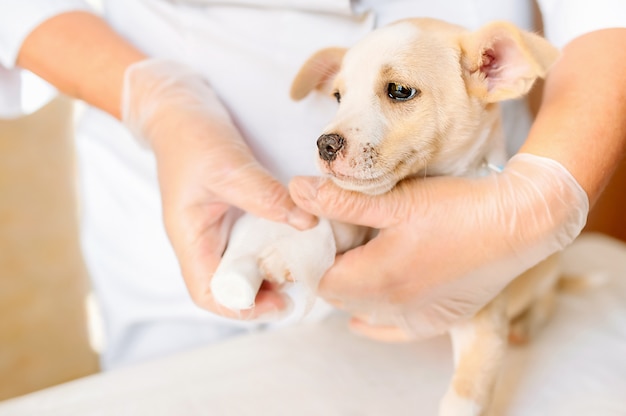 Dierenarts die poot van een bastaardhond verbindt