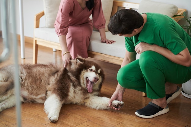 Foto dierenarts die poot van hond schudt