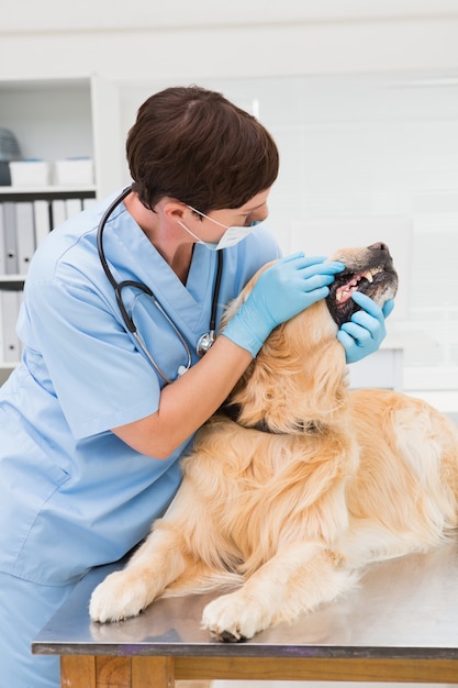 Dierenarts die tanden van een leuke hond onderzoekt