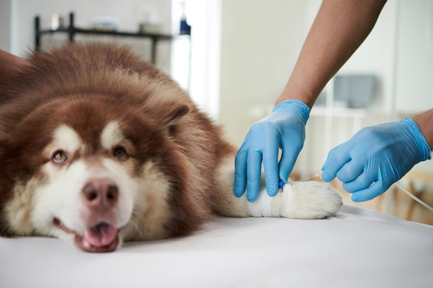 Dierenarts die vaccin in het been van de hond injecteert