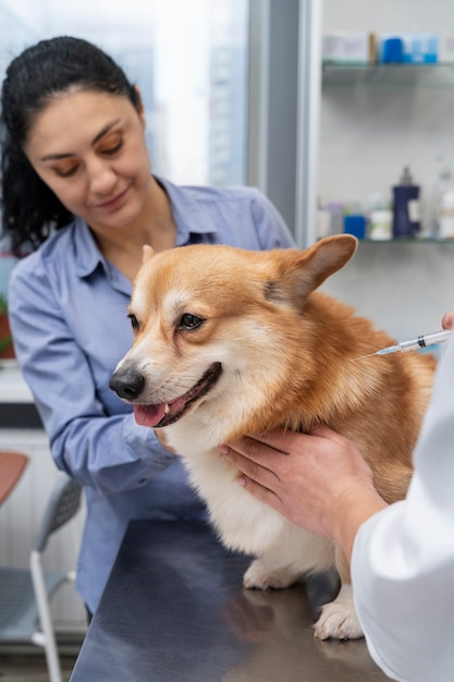 Foto dierenarts die voor hond zorgt