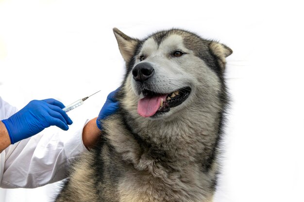 Foto dierenarts en hond dierenarts geeft een injectie aan een hond in de kliniek close-up van een hond tijdens de vaccinatie