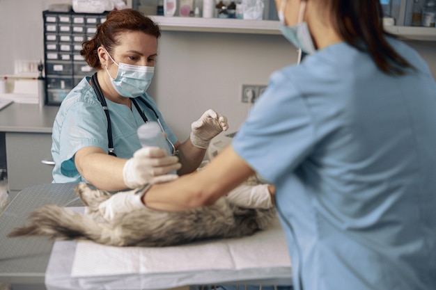 Dierenarts en jonge stagiaire zorgen voor zieke kat op intraveneuze infusie in het ziekenhuis