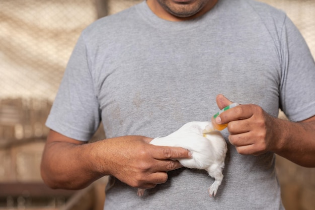 Dierenarts geneest een cavia op een boerderij