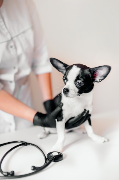 Dierenarts houdt een schattig zwart-wit puppy bij de receptie