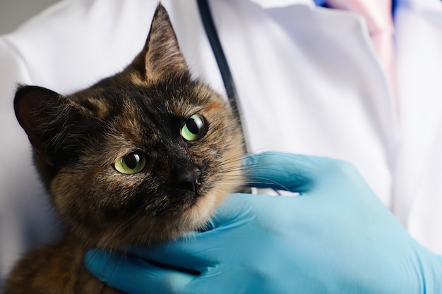 Dierenarts in blauwe latex handschoenen met driekleurige kat in kliniek.