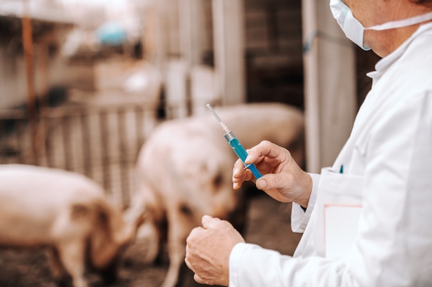 Dierenarts in witte jas en beschermend masker op klembord onder de oksel en voorbereiding om injectie te geven aan varken.