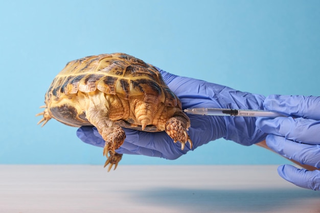 Dierenarts injecteert centraal-aziatische landschildpad op blauwe achtergrond