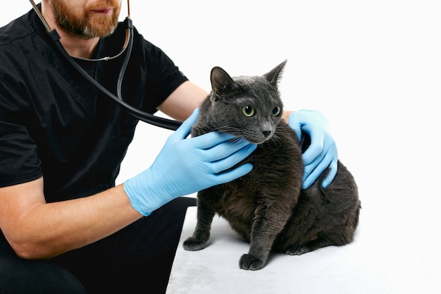 Dierenarts inspecteert een kat op een witte muur, met behulp van een phonendoscope