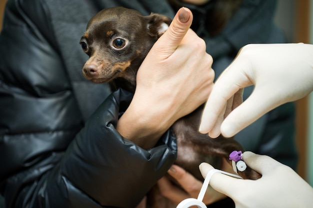 Dierenarts katheter hondenkliniek