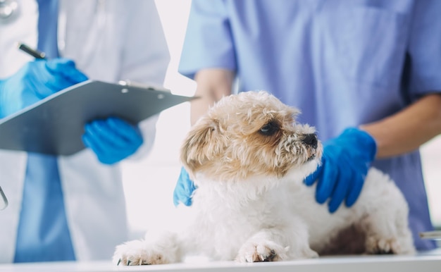 Dierenarts keuring hond en kat Puppy en kitten bij dierenarts Dierenkliniek Huisdiercontrole en vaccinatie Gezondheidszorg