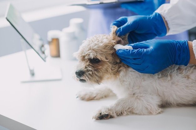 Dierenarts keuring hond en kat Puppy en kitten bij dierenarts Dierenkliniek Huisdiercontrole en vaccinatie Gezondheidszorg