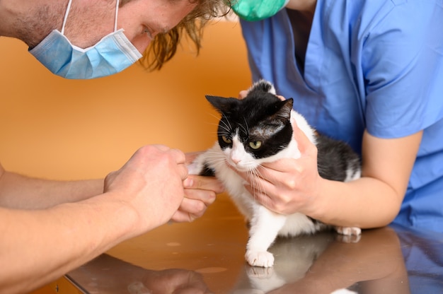 Dierenarts legt intraveneuze infuus toe aan een kat op de operatietafel in het dierenziekenhuis.