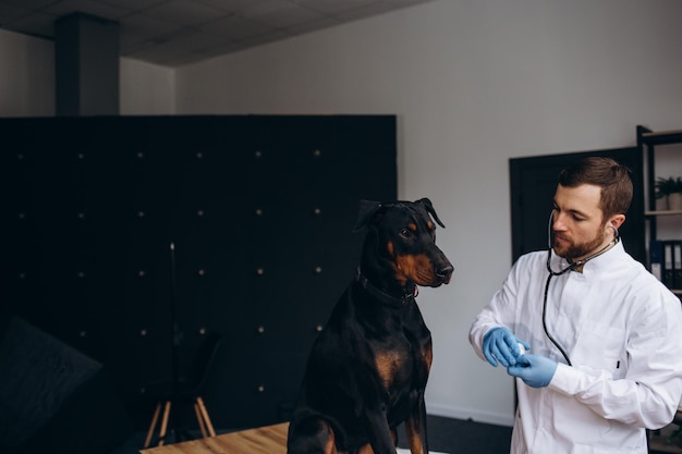Dierenarts luisterende hond met stethoscoop in veterinaire kliniek