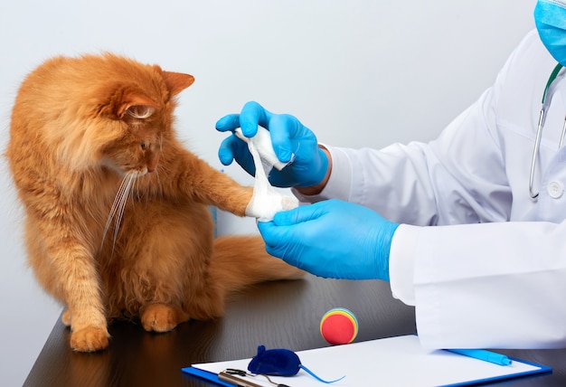 Dierenarts man in een witte medische jas en blauwe steriele handschoenen zit aan een tafel en verbindt zijn poot met een volwassen pluizige rode kat