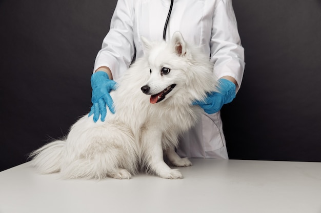 Dierenarts met stethoscoop controleert de lachende witte hond op veterinaire tafel