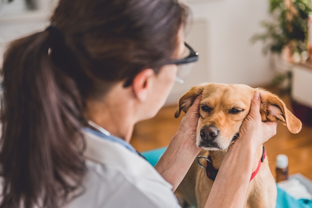 Dierenarts onderzoeken hond oren