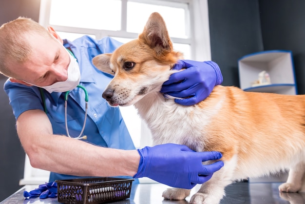 Dierenarts onderzoekt de poten van een zieke corgi-hond