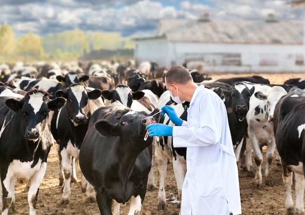 Dierenarts onderzoekt dieren op de koeien op de boerderij