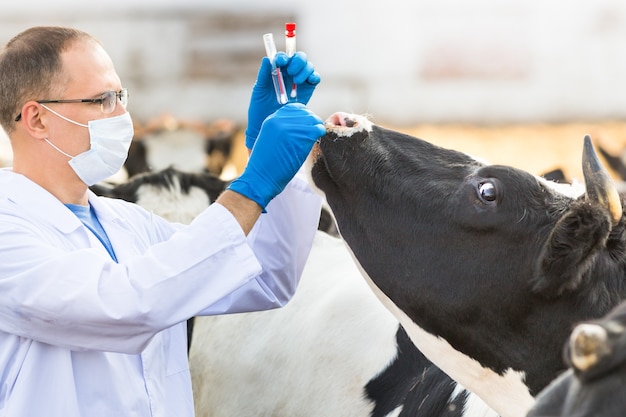 Dierenarts onderzoekt dieren op de koeien op de boerderij