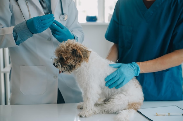 Dierenarts onderzoekt honden en katten Puppy en kitten bij dierenarts Dierenkliniek Dierencontrole en vaccinatie Gezondheidszorg