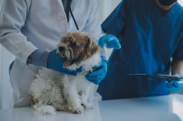 Dierenarts onderzoekt honden en katten Puppy en kitten bij dierenarts Dierenkliniek Dierencontrole en vaccinatie Gezondheidszorg