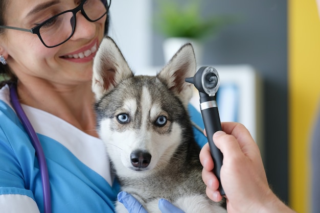 Dierenarts onderzoekt pijnlijk oor van hond met otoscoop in kliniek