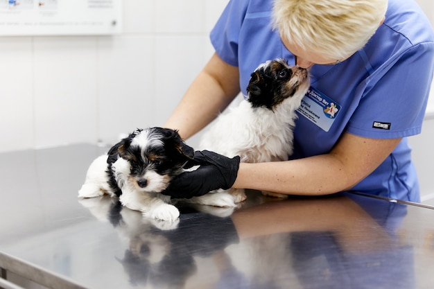 Dierenarts onderzoekt twee zwart-witte puppy's dierenkliniek schattige honden