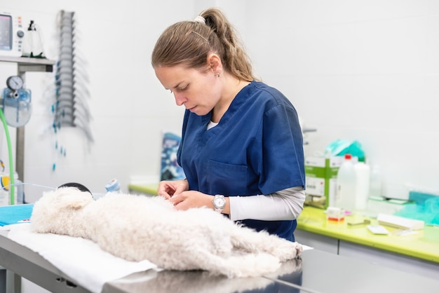 Dierenarts op het werk, die een hond onderzoekt.